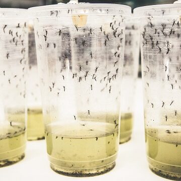 La dengue est une maladie infectieuse présente en Guadeloupe qui se transmet de personne à personne par l'intermédiaire de la piqûre d'un moustique tigre infecté. La dengue est une maladie infectieuse présente en Guadeloupe qui se transmet de personne à personne par l'intermédiaire de la piqûre d'un moustique tigre infecté.