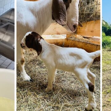 « Depuis mon plus jeune âge, cela a toujours été une passion pour moi » explique Lionel Annacanon, éleveur caprins de la commune de Saint-François. Photo : Gwada Boer Goat « Depuis mon plus jeune âge, cela a toujours été une passion pour moi » explique Lionel Annacanon, éleveur caprins de la commune de Saint-François. Photo : Gwada Boer Goat