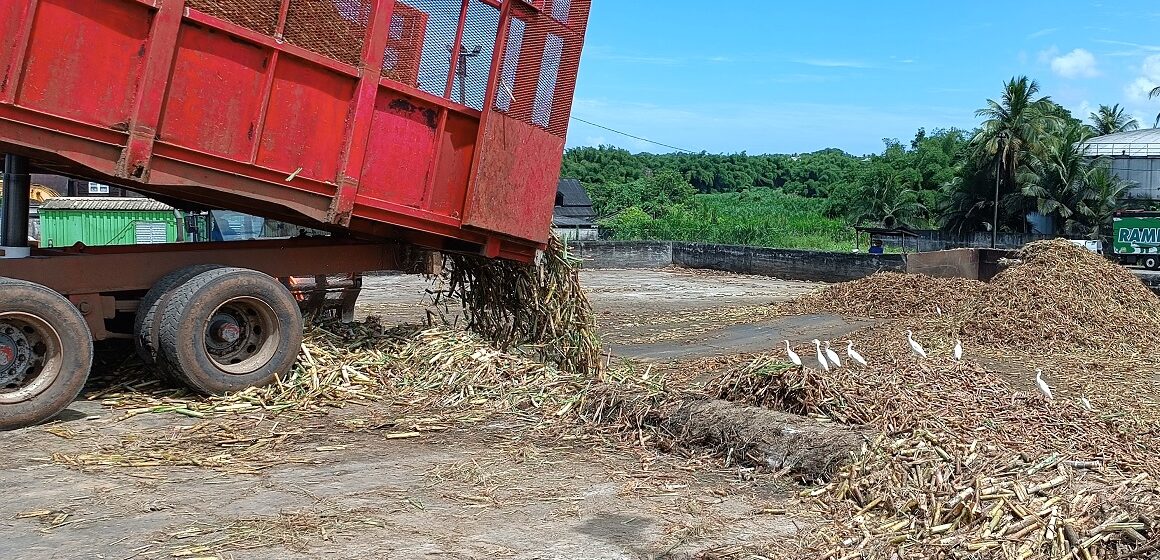 Canne à sucre : une récolte 2025 avec des prix en chute libre