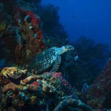 Guadeloupe. Réserve Cousteau. Photo : Kreiss / Energy Observer / Sipa Guadeloupe. Réserve Cousteau. Photo : Kreiss / Energy Observer / Sipa