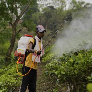 Photo d’illustration. Un ouvrier pulvérise des pesticides sur des feuilles dans une plantation. AP Photo/Anupam Nath Photo d’illustration. Un ouvrier pulvérise des pesticides sur des feuilles dans une plantation. AP Photo/Anupam Nath