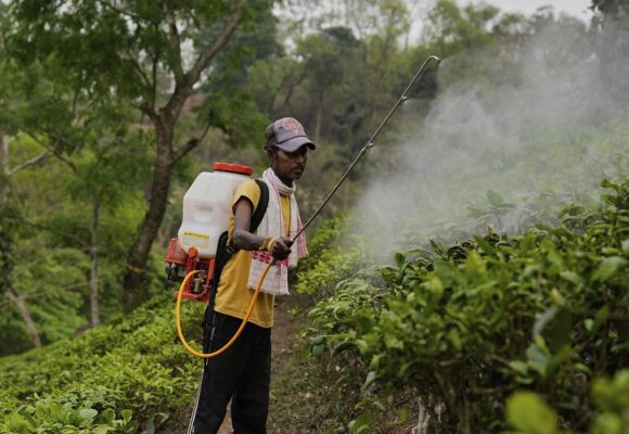 Photo d’illustration. Un ouvrier pulvérise des pesticides sur des feuilles dans une plantation. AP Photo/Anupam Nath