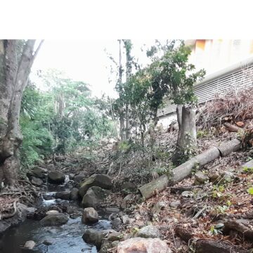 Élagage au bord de la ravine Espérance à Basse-Terre. Mars 2025. Photo : Nathalie Serrand Élagage au bord de la ravine Espérance à Basse-Terre. Mars 2025. Photo : Nathalie Serrand