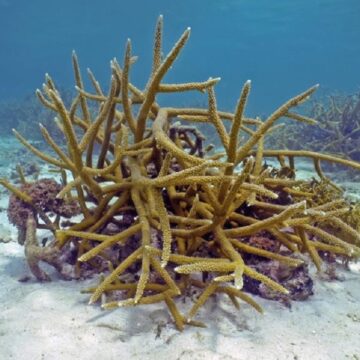 Ponte des coraux du genre Acropora, Guadeloupe août 2022. Photo : Claude Bouchon / Parc national de Guadeloupe Ponte des coraux du genre Acropora, Guadeloupe août 2022. Photo : Claude Bouchon / Parc national de Guadeloupe