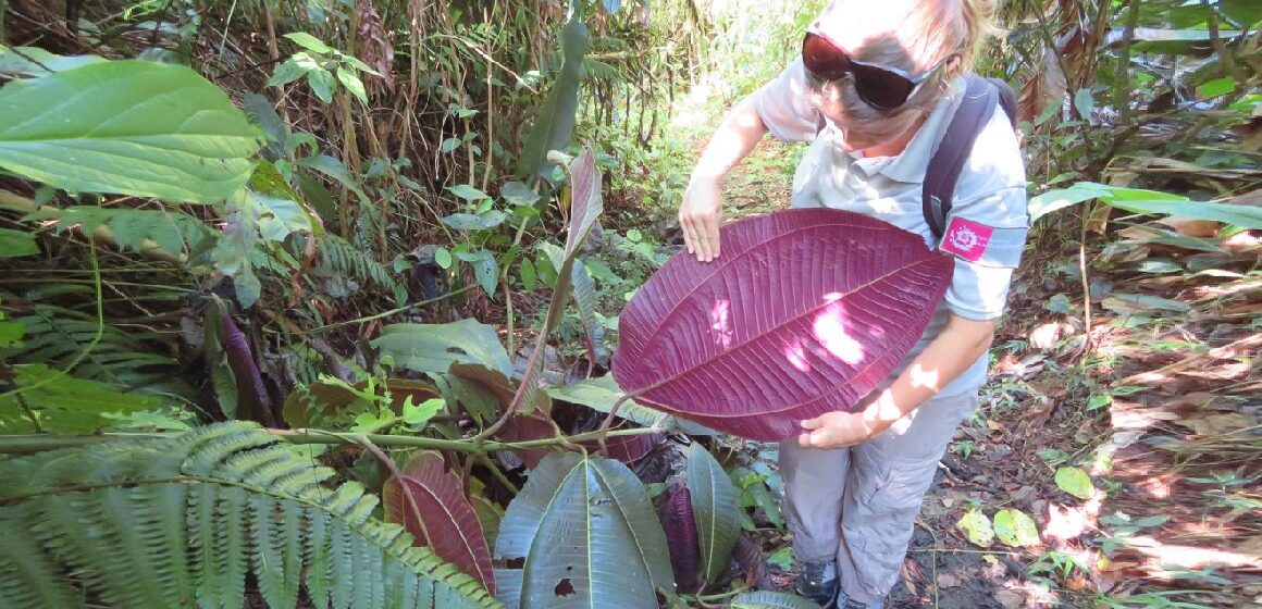 « C’est une monstro-plante », la traque contre le cancer vert reprend