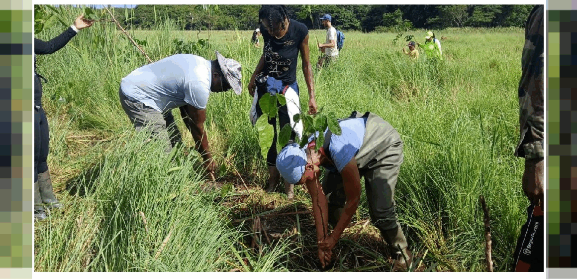 Coordonnés par le Parc national de Guadeloupe, des bénévoles replantent des mangles médaille à la forêt marécageuse de Golconde aux Abymes le 27 juillet 2025. Photo : Parc national de la Guadeloupe Coordonnés par le Parc national de Guadeloupe, des bénévoles replantent des mangles médaille à la forêt marécageuse de Golconde aux Abymes le 27 juillet 2025. Photo : Parc national de la Guadeloupe