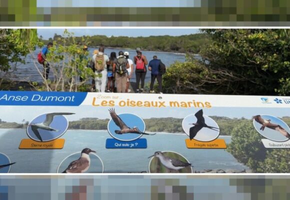 Un panneau pédagogique du sentier « Gozyé ékolo » à Saint-Félix au Gosier qui permet d'identifier et de comprendre le rôle écologique des oiseaux locaux. Photo : capture écran Canal 10
