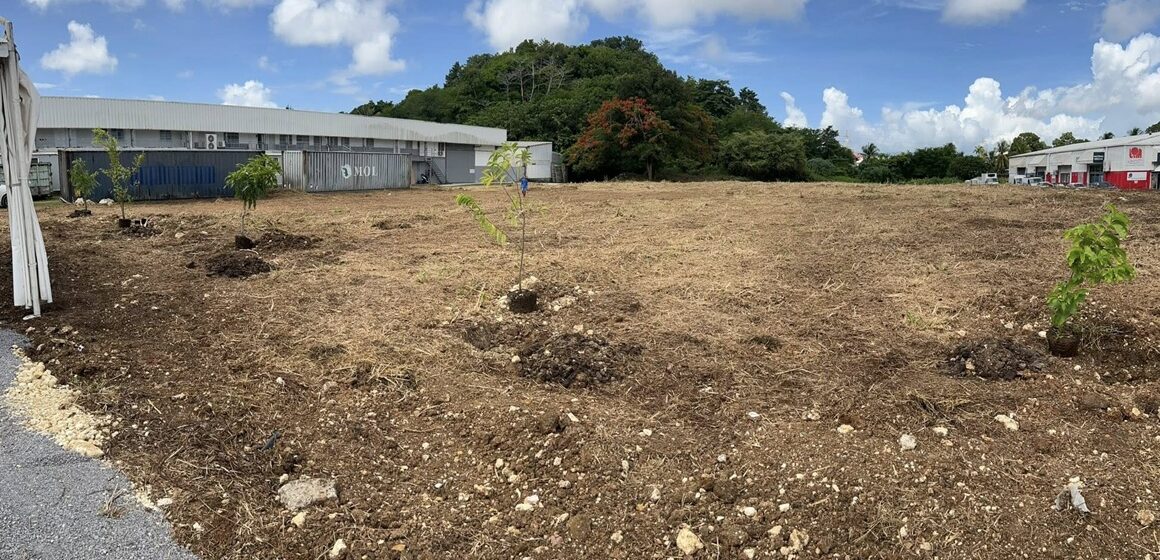 Les cinq arbres fruitiers symboliques plantés à Petit-Pérou aux Abymes, première étape d'un projet à 1,7 million d'euros dont l'utilité publique vise des impacts concrets sur la l’urbanisme et le vivre-ensemble. Photo : Cap excellence Les cinq arbres fruitiers symboliques plantés à Petit-Pérou aux Abymes, première étape d'un projet à 1,7 million d'euros dont l'utilité publique vise des impacts concrets sur la l’urbanisme et le vivre-ensemble. Photo : Cap excellence