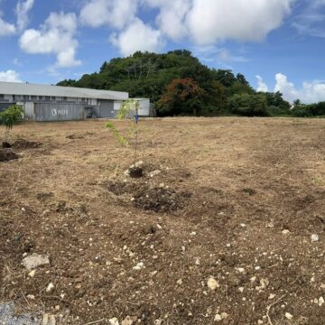 Les cinq arbres fruitiers symboliques plantés à Petit-Pérou aux Abymes, première étape d'un projet à 1,7 million d'euros dont l'utilité publique vise des impacts concrets sur la l’urbanisme et le vivre-ensemble. Photo : Cap excellence Les cinq arbres fruitiers symboliques plantés à Petit-Pérou aux Abymes, première étape d'un projet à 1,7 million d'euros dont l'utilité publique vise des impacts concrets sur la l’urbanisme et le vivre-ensemble. Photo : Cap excellence