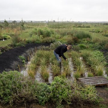 Cultiver du riz « n'a jamais été fait auparavant au Royaume-Uni », a déclaré la docteure Nadine Mitschunas, écologue au UK Centre for Ecology and Hydrology, en inspectant une culture de diverses espèces de riz sur un site expérimental dans l'est de l'Angleterre, le 14 octobre 2025. Photo : Oli Scarff / AFP Cultiver du riz « n'a jamais été fait auparavant au Royaume-Uni », a déclaré la docteure Nadine Mitschunas, écologue au UK Centre for Ecology and Hydrology, en inspectant une culture de diverses espèces de riz sur un site expérimental dans l'est de l'Angleterre, le 14 octobre 2025. Photo : Oli Scarff / AFP