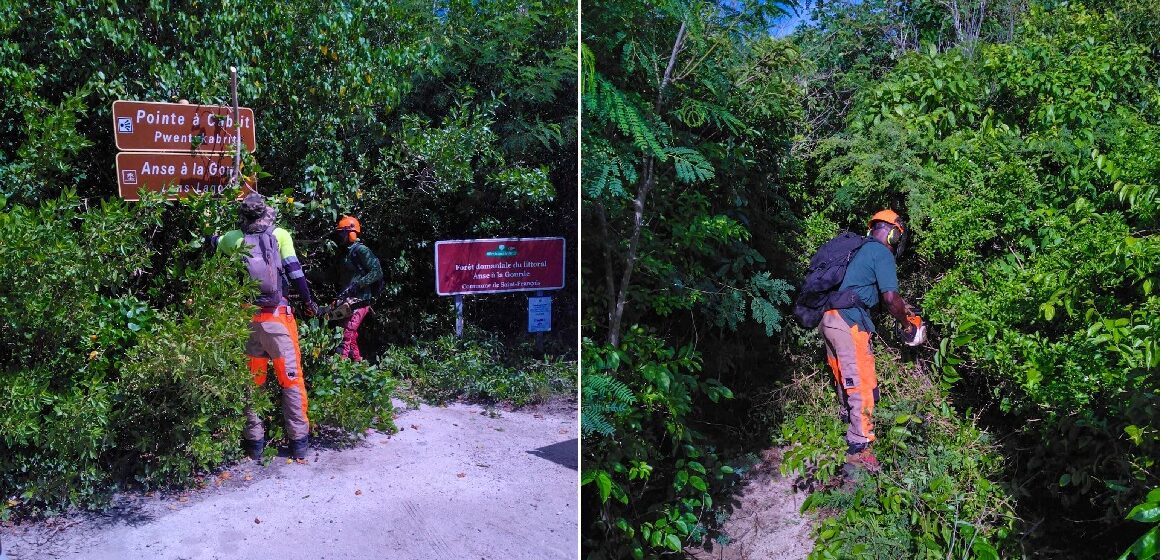 Des ouvriers forestiers débroussaillent et nettoient le sentier de la Pointe à Cabrit à Saint-François, le 20 novembre. Photo : ONF Guadeloupe Des ouvriers forestiers débroussaillent et nettoient le sentier de la Pointe à Cabrit à Saint-François, le 20 novembre. Photo : ONF Guadeloupe