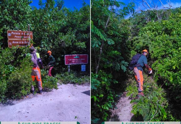 Des ouvriers forestiers débroussaillent et nettoient le sentier de la Pointe à Cabrit à Saint-François, le 20 novembre. Photo : ONF Guadeloupe